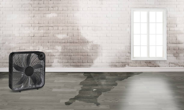 Best Fire Damage Restoration  in Rush City, MN